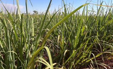Safra de cana em Goiás tende a repetir volume apesar de desafios climáticos