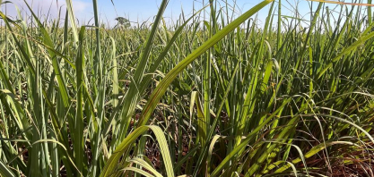 Safra de cana em Goiás tende a repetir volume apesar de desafios climáticos