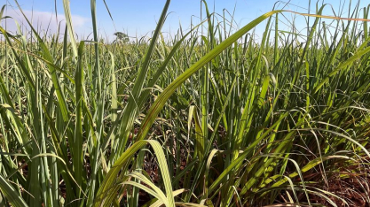 Safra de cana em Goiás tende a repetir volume apesar de desafios climáticos