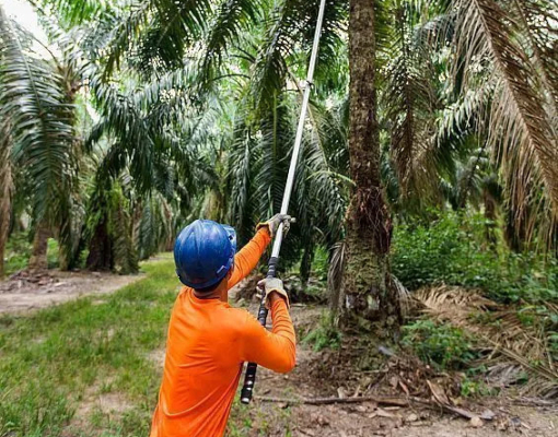 Extração para produção de óleo de palma  • Divulgação