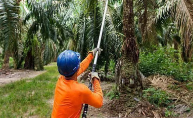 Aquisição da Agropalma no Pará pode ter custado US$ 100 milhões