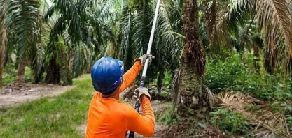 Aquisição da Agropalma no Pará pode ter custado US$ 100 milhões