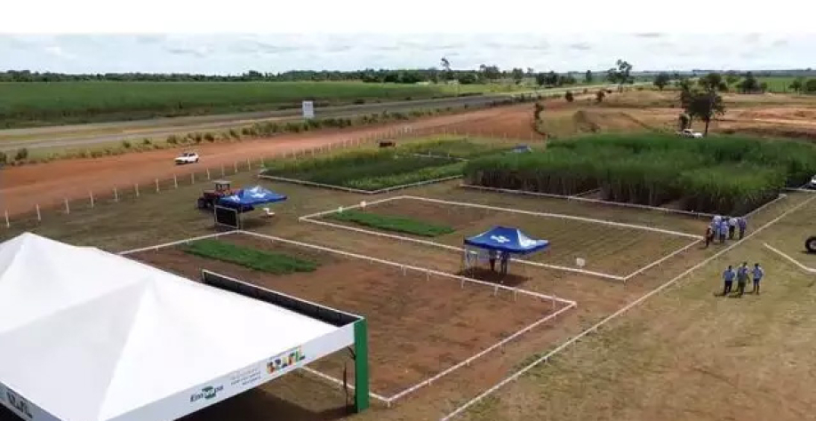 Evento conecta pesquisa e prática para ampliar as possibilidades de cultivo em Mato Grosso do Sul.
