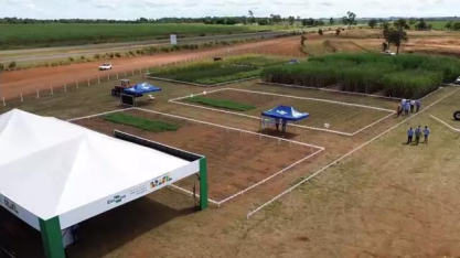 Solo arenoso deixa de ser problema e vira oportunidade no campo