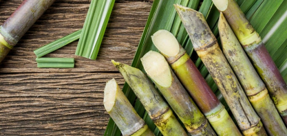 Petróleo pode elevar piso do açúcar no Brasil