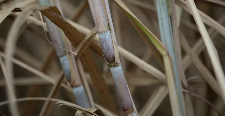 Nova cultiva oferece uma produtividade acima de 100 toneladas de cana por hectare — Foto: Wenderson Araujo/CNA