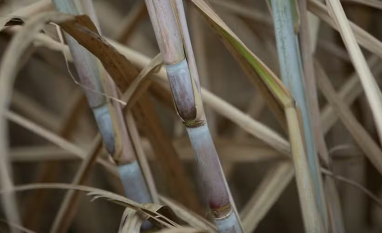 CTC lança duas variedades de cana com foco em maior produtividade