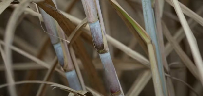 CTC lança duas variedades de cana com foco em maior produtividade