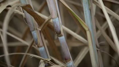CTC lança duas variedades de cana com foco em maior produtividade