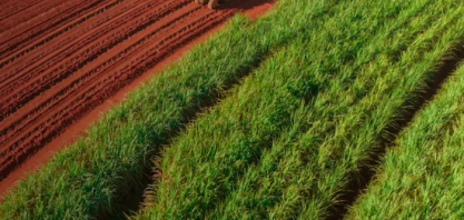 CTC inaugura em breve fábrica de sementes e apresenta variedades de cana