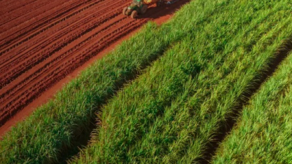 CTC inaugura em breve fábrica de sementes e apresenta variedades de cana