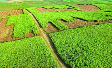 Produção de açúcar da República Dominicana deve atingir 580 mil toneladas em 2026/27