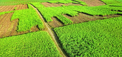 Produção de açúcar da República Dominicana deve atingir 580 mil toneladas em 2026/27