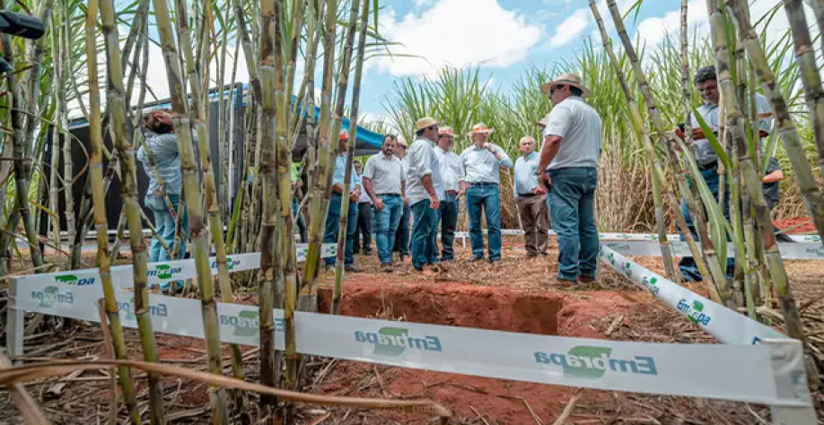 Base da bioenergia, cana-de-açúcar segue como protagonista no Estado. (Foto Agência Publik)