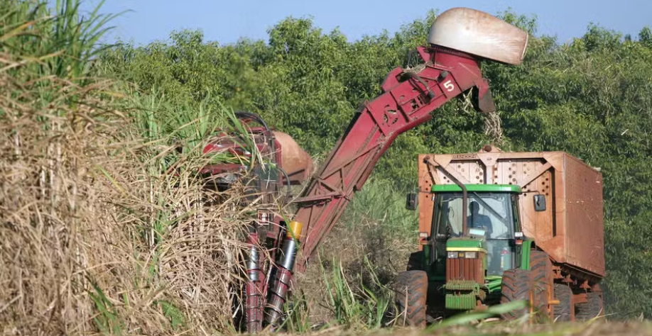 Em alguns Estados, há registros pontuais de usinas que já iniciaram a moagem da nova temporada de cana-de-açúcar — Foto: José Roberto Miranda/Embrapa