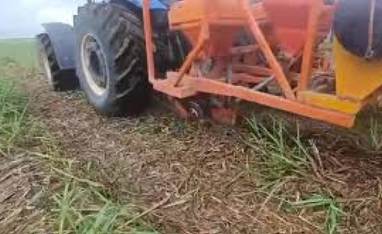 Bisturi Canavieiro aumenta a produtividade da cana-soca e longevidade dos canaviais