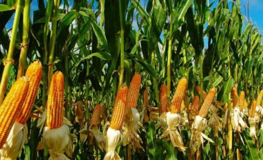 PIB da agropecuária cresce 11,7% em 2025