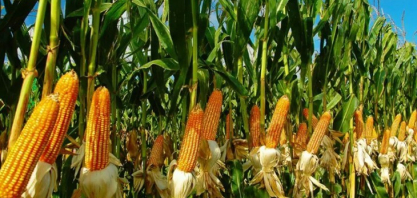 PIB da agropecuária cresce 11,7% em 2025