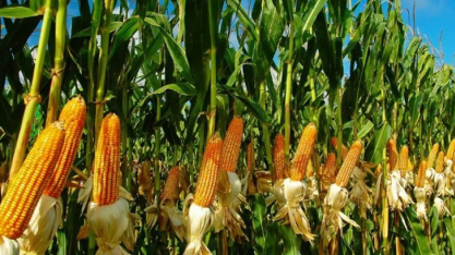 PIB da agropecuária cresce 11,7% em 2025