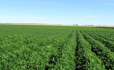 Safra de amendoim deve superar 1 milhão de toneladas