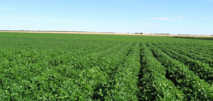 Safra de amendoim deve superar 1 milhão de toneladas