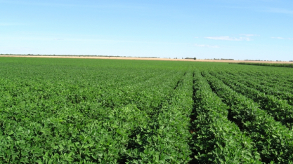 Safra de amendoim deve superar 1 milhão de toneladas