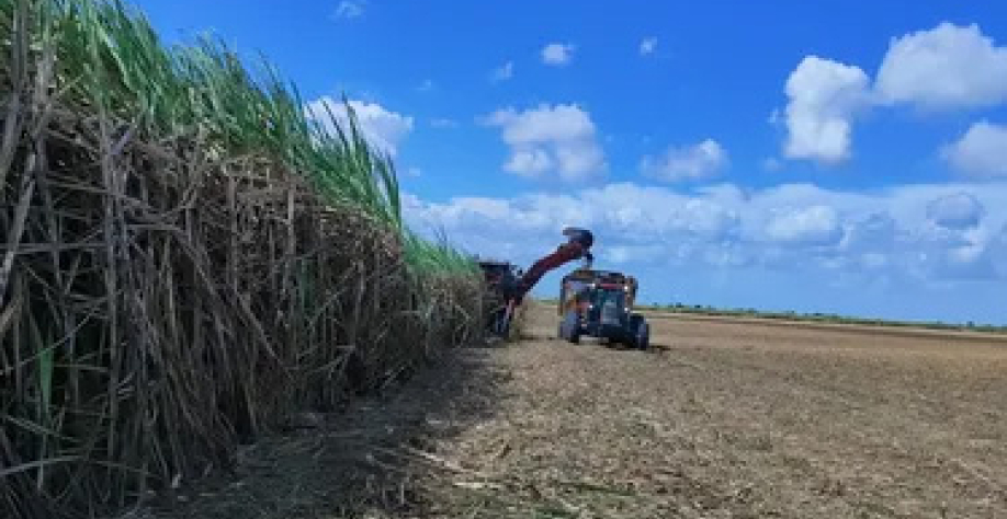 Colheita da sfra de cana 2025/2026 se aproxima dofim em Alagoas. - Foto: Edivaldo Junior