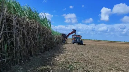 Safra de cana em AL se aproxima do fim com queda de 3% na produção