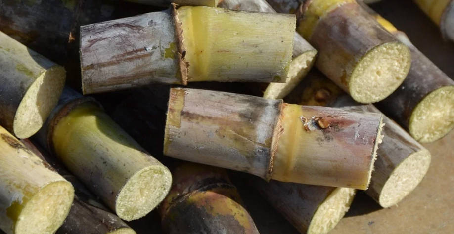 Cana de açúcar (Crédito: Gustavo Porpino/Embrapa)