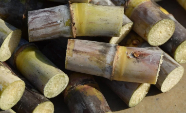 Com queda do preço do açúcar e guerra no Irã, agro brasileiro acelera aposta no etanol