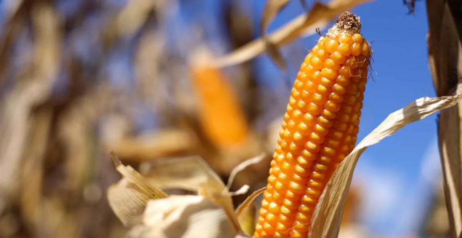 Medida terá duração de 20 dias em maio e foi autorizada pela agência de proteção ambiental norte americana. CNA Tony Oliveira