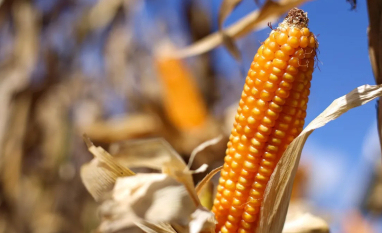 EUA aumentam percentual de etanol de milho na gasolina
