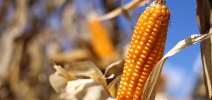 EUA aumentam percentual de etanol de milho na gasolina