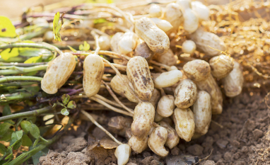 MAPA instala Câmara Setorial para cadeia do amendoim