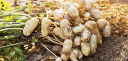 MAPA instala Câmara Setorial para cadeia do amendoim