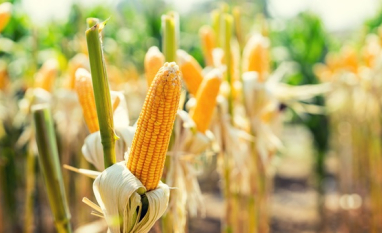 Expansão do etanol de milho eleva debate sobre segurança energética