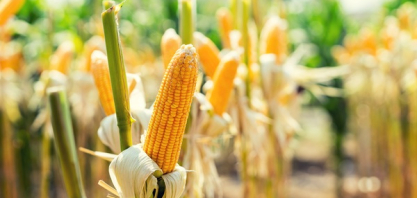 Expansão do etanol de milho eleva debate sobre segurança energética