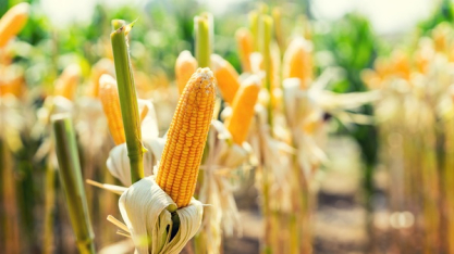 Expansão do etanol de milho eleva debate sobre segurança energética