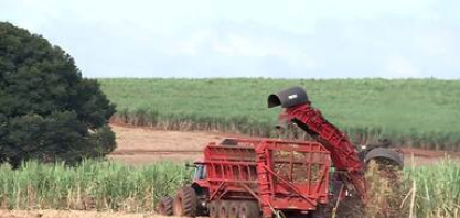 Produção de etanol deve bater recorde na safra 2026/2027