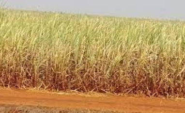 El Niño deve provocar chuvas abaixo da média em 2026 aponta meteorologista durante evento na Asplan