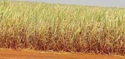 El Niño deve provocar chuvas abaixo da média em 2026 aponta meteorologista durante evento na Asplan