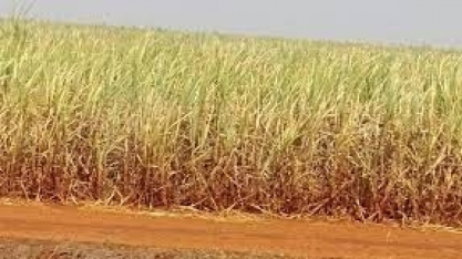 El Niño deve provocar chuvas abaixo da média em 2026 aponta meteorologista durante evento na Asplan