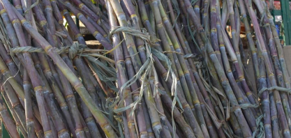 Produtores de cana marcam protesto para depois da Páscoa em Pernambuco