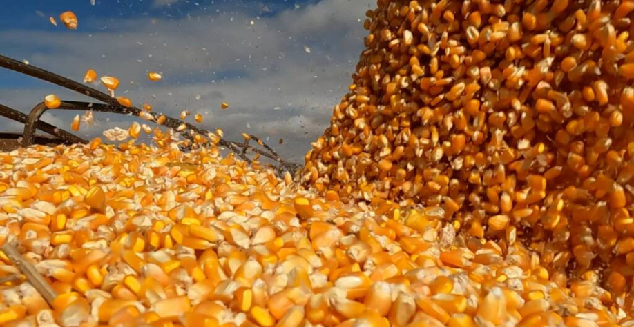 Foto: Canal Rural Mato Grosso/Reprodução