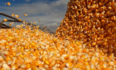 Da mesa ao tanque de combustível: o milho que alimenta e move o Brasil