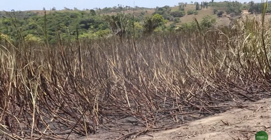 Variedade de cana tem se destacado em Alagoas por resistir a períodos secos - Foto: Reprodução/Alagoas Rural 