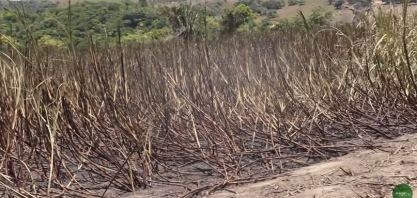 Nova variedade de cana resiste a período seco e se destaca em Alagoas