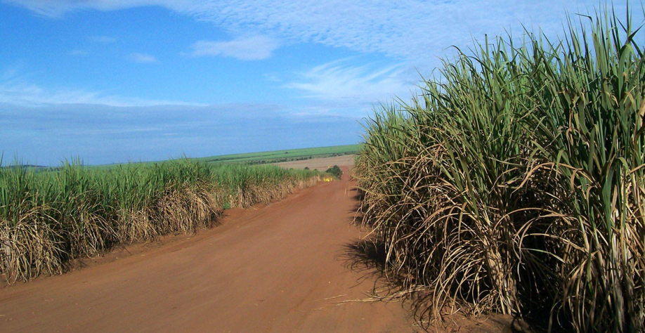 Foto: Diário do Comércio/ Michelle Valverde