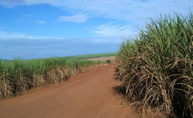Clima adverso derruba produção de cana em 5,6% na safra 2025/26 em Minas