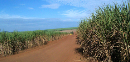 Clima adverso derruba produção de cana em 5,6% na safra 2025/26 em Minas